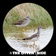 Lesser Yellowlegs