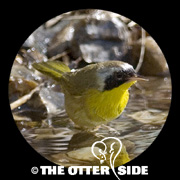 Common Yellowthroat