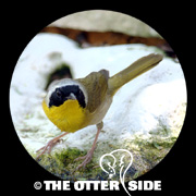 Common Yellowthroat