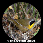 Common Yellowthroat