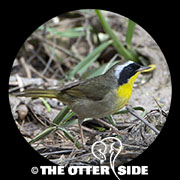 Common Yellowthroat