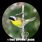 Common Yellowthroat