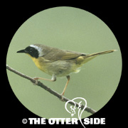 Common Yellowthroat